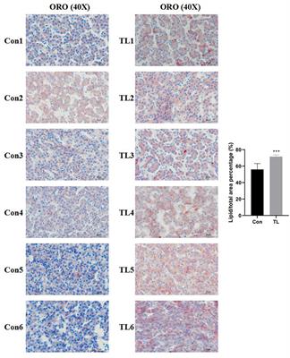 Liver fat metabolism of broilers regulated by Bacillus amyloliquefaciens TL via stimulating IGF-1 secretion and regulating the IGF signaling pathway